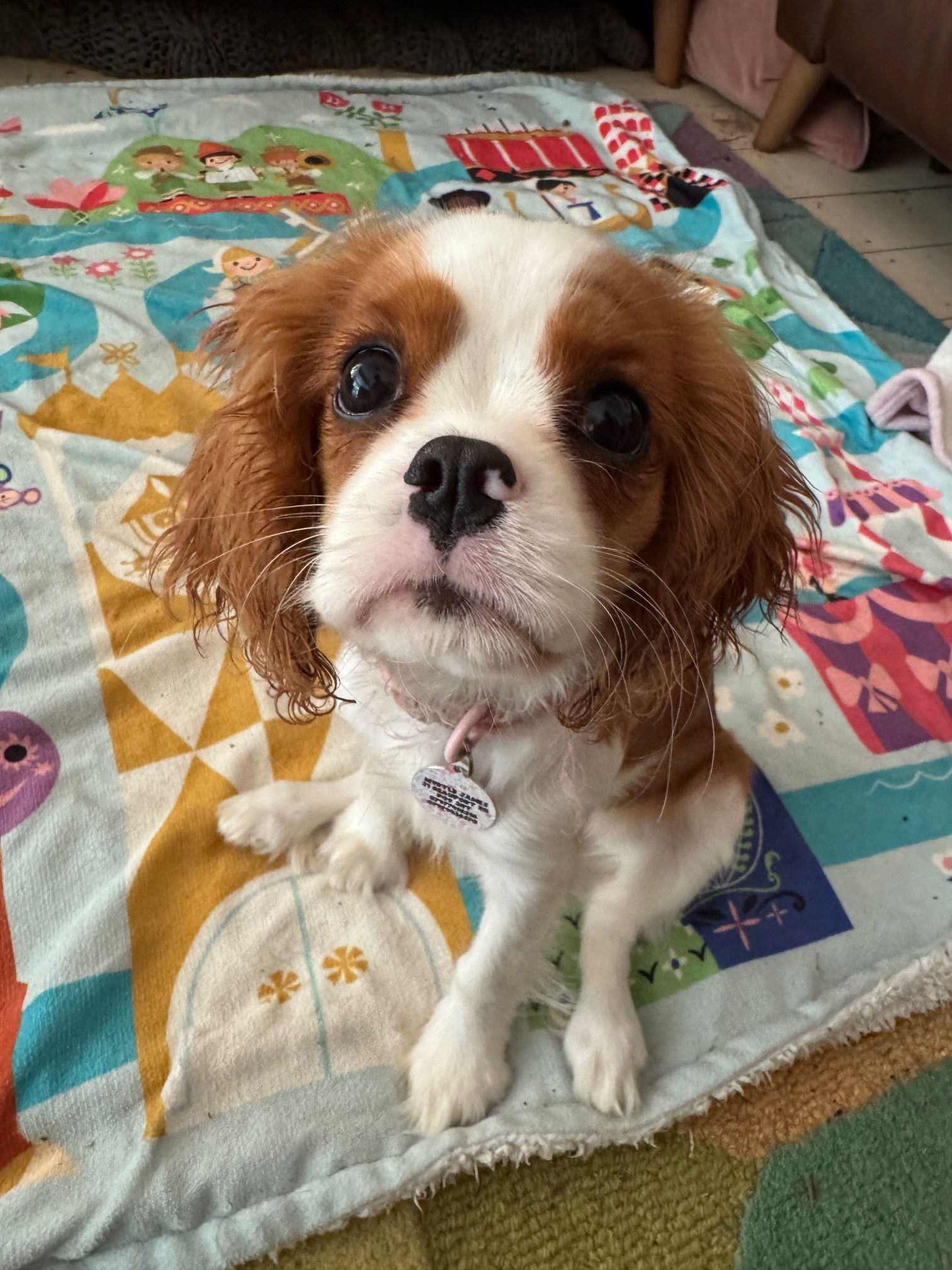 Myrtle - 2025_10_29 -1.jpg